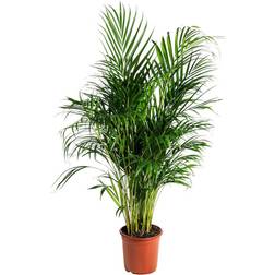 Grønne stueplanter