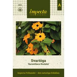 Impecta Svartöga, Aurantiaca Oculata