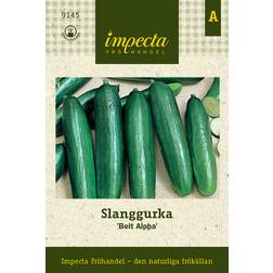 Impecta Slanggurka Beit Alpha