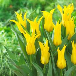 Cramers Blommor Tulipa Schiedam