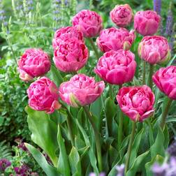 Tulip Double Early Tulipa