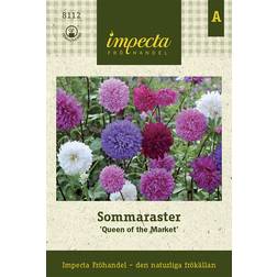 Impecta Sommaraster Queen of The Market