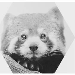 Red Panda Black/White Película Adhesiva