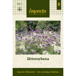 Impecta Verbena, Jätte