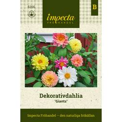 Impecta Dahlia, Dekorativ- Giants