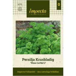 Impecta Persilja Krusbladig 'Moskrul 2'