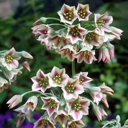 Hony Honungslök Nectaroscordum siculum ssp. Bulgaricum 7st
