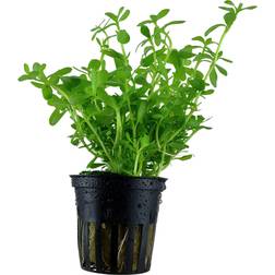 TROPICA Bacopa Compact Potte Blisterpakke