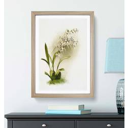 East Urban Home Magnolia Flowers White/Green/Grey Framed Art 50x76cm