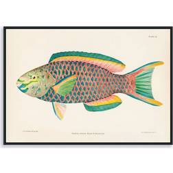 Poster Society Scarus Vetula Papegøjefisk Plakat 50x70cm