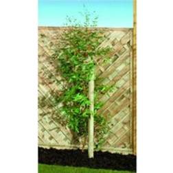 Wickes Timber Garden Tree Stake