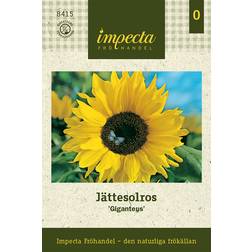 Impecta Solros, Jätte-, Giganteus