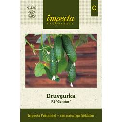 Impecta Druvgurka Gunnar F1