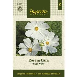 Impecta Rosenskära 'Vega White'
