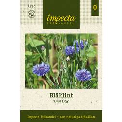 Impecta Blåklint Blue Boy
