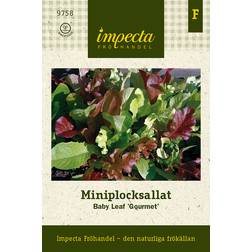 Impecta Sallat, Baby Leaf, Gourmet
