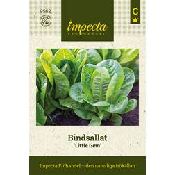 Impecta Sallat, Bind-, Little Gem