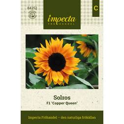 Impecta Solros F1 Copper Queen