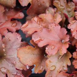 Sweed Beauty Heuchera hybr. Red Fury, Alunrot