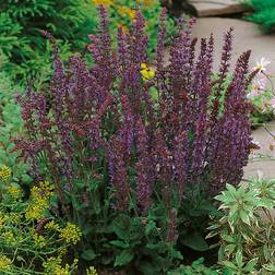 Omnia Garden Stäppsalvia 'Ostfriesland' OMNIA GARDEN