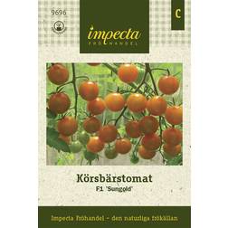 Impecta Körsbärstomat Sungold F1