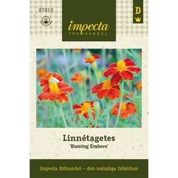 Impecta Tagetes, Linné-, Burning Embers