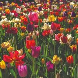 Thompson & Morgan 50 Tulip Majestic Mix Spring Flowering Bulbs