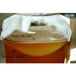 Beautiful Organic Kombucha XL Scoby Starter