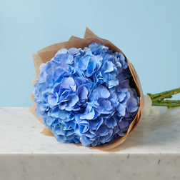 5 Blue Hydrangeas Bunches 1