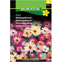 Hornum Middagsblomst Noon Blomsterfrø