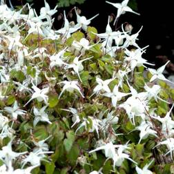 Epimedium Grandiflorum