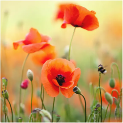 Klebefieber Red Summer Poppy Garde-boue 60cm