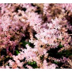 Astilbe Glaberrima Hybrid 'Sprite' Staude