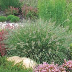 Pennisetum Alopecuroides 'Hameln' Potteplante