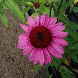 Echinacea Purpurea 'Magnus' Staude