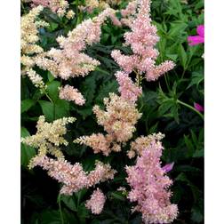 Astilbe Japonica 'Europe'