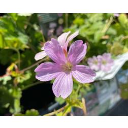 Geranium Hybrid 'Dreamland' Staude