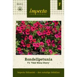 Impecta Petunia, Rondell-, F1 Tidal Wave Cherry