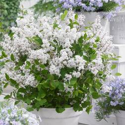 Out Syringa microphylla Flowerfesta