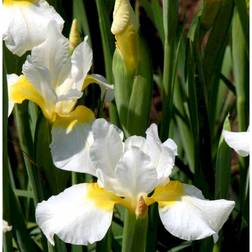 Siberian Iris Snow Queen Sommerblomst