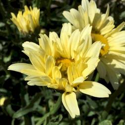 Leucanthemum 'Banana Cream'