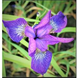 Iris Sibirica 'Sparkling Rose'