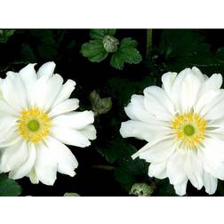 Anemone Japonica Hybrid 'Whirlwind'