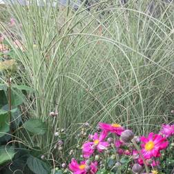 Miscanthus Sinensis 'Morning Light' Prydbusk