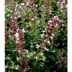 Nepeta Faassenii 'Dawn To Dusk' Staude