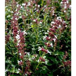 Nepeta Faassenii 'Dawn To Dusk'