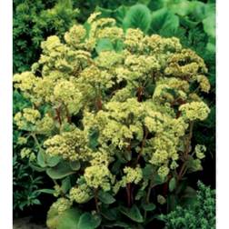 Sedum T. 'Seduction Green-yellow' Staude