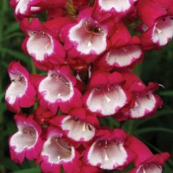 Thompson & Morgan Penstemon Amelia Jayne 1 Jumbo Plug Plant - One Size