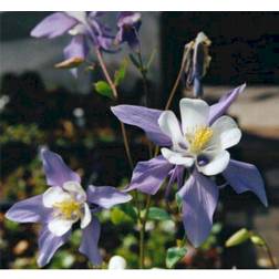 Aquilegia Caerulea 'Blue Star' Staude