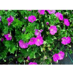 Geranium Sanguineum 'Max Frei' Staude